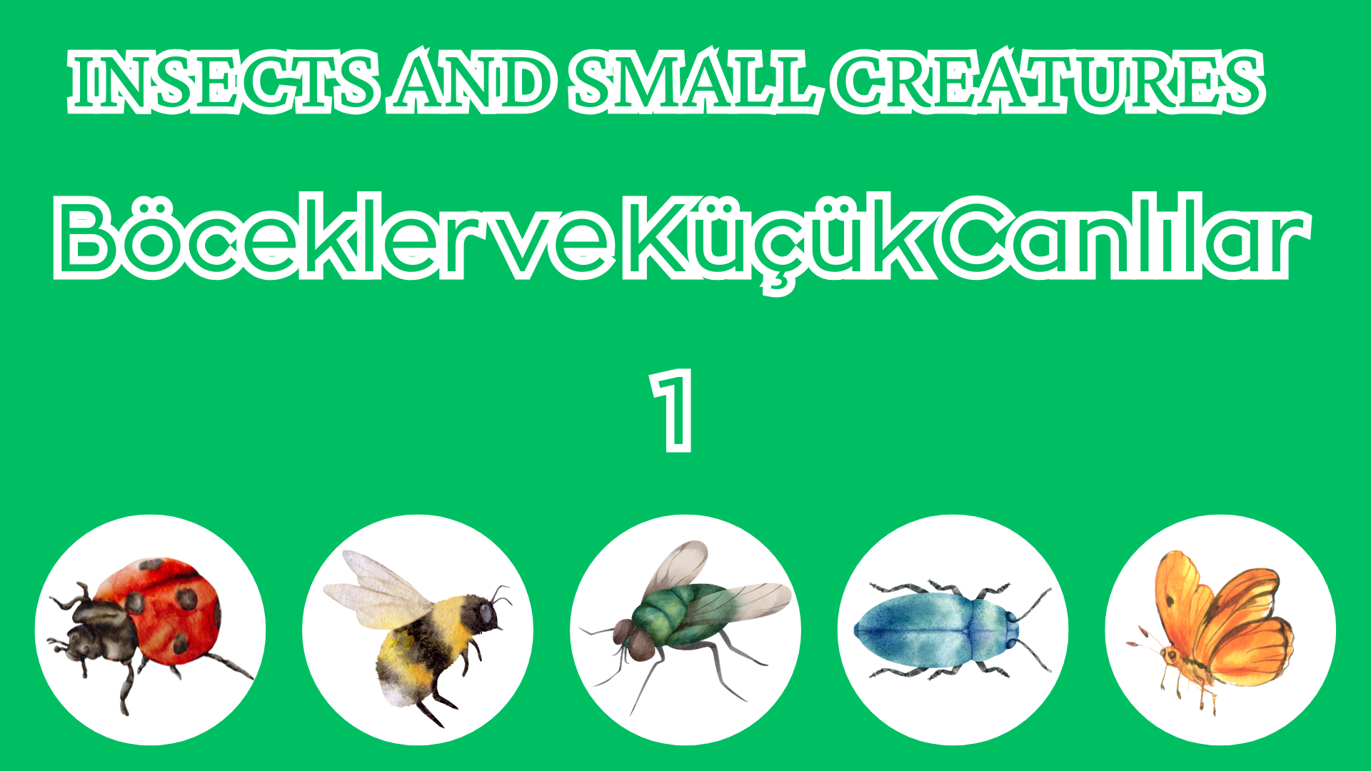 B�cekler ve K���k Canl�lar  Insects and Small Creatures