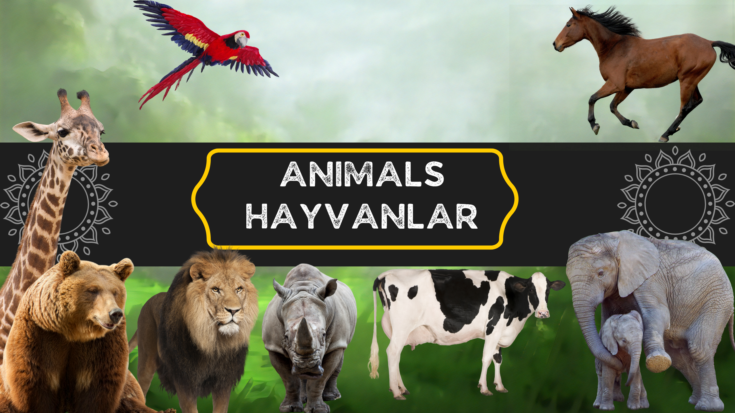 Hayvanlar  (Animals)